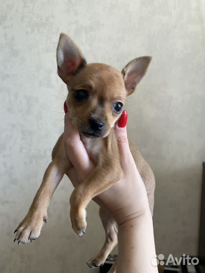 Щенок мини той-терьер (девочка)