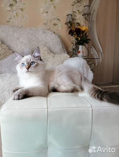 Невский маскарадный кот