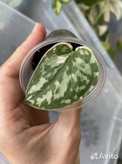 Сциндапсус маяри