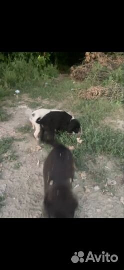 Щенок в добрые руки