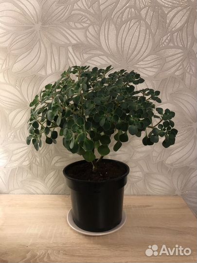 Аихризон. Дерево любви