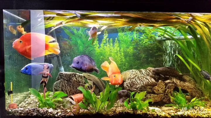 Обслуживание аквариумов