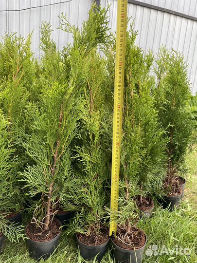 Туя смарагд туи красивые