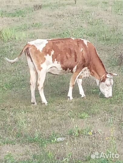 Коровы дойные