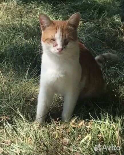 Два кота выживают на улице