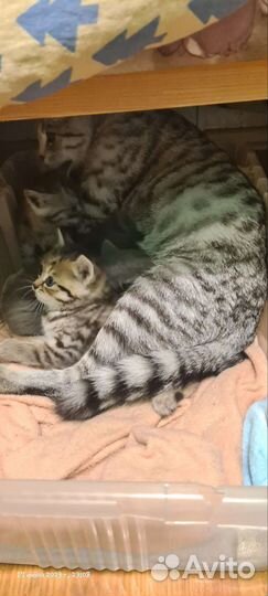 Кошка