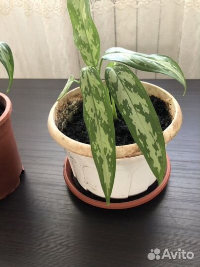 Диффенбахия