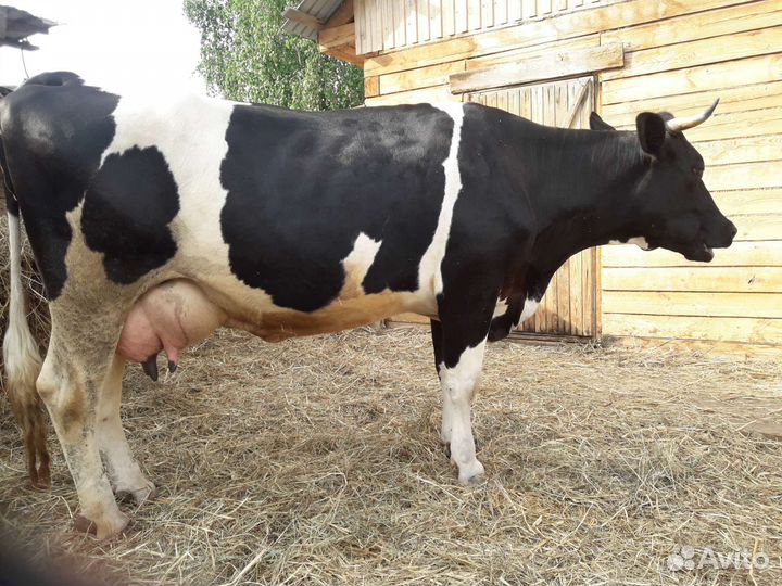 Корова высокоудойная