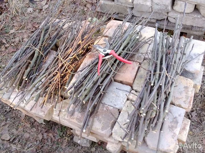 Веточки для копчения, слива, яблоня груша, микс