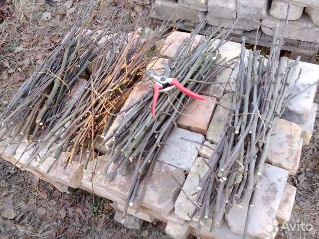 Веточки для копчения, слива, яблоня груша, микс