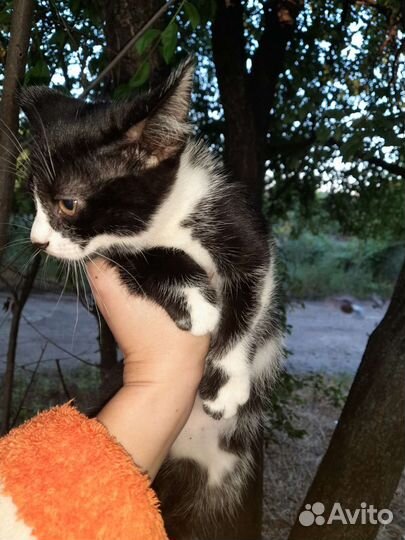 Котята