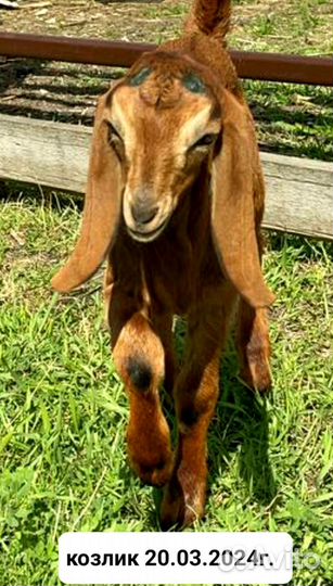 Англо нубийские козы