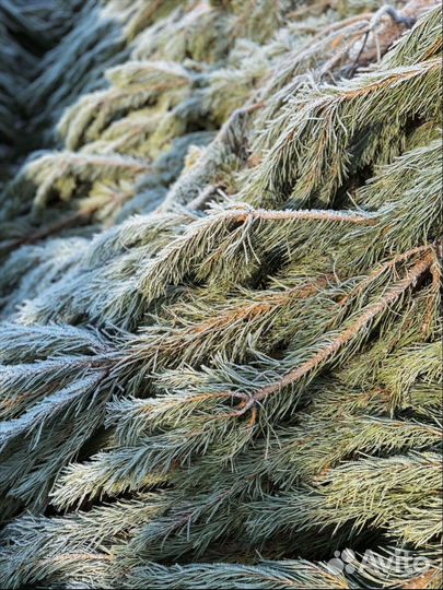 Ель русская красавица