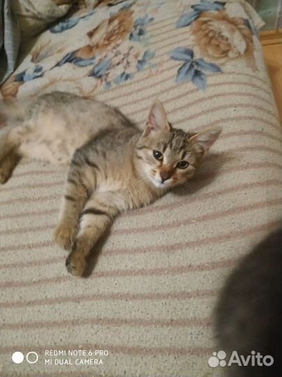 Котенок породистый