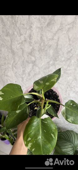 Филодендрон белая принцесса