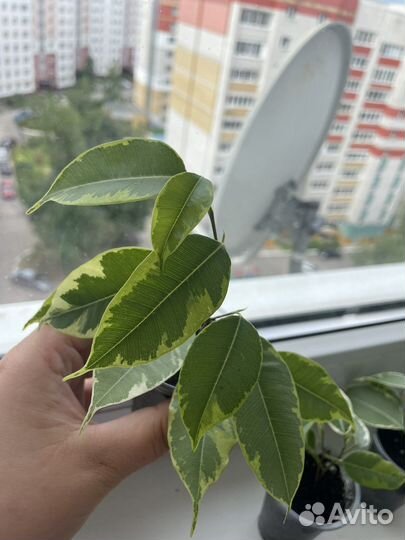 Фикус бенджамина