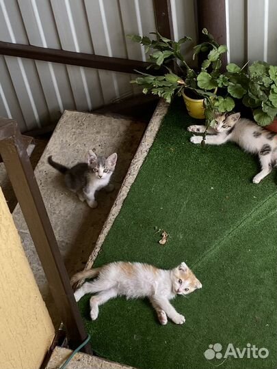 Котята в добрые руки