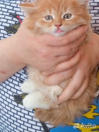 Рыжий котенок в добрые руки
