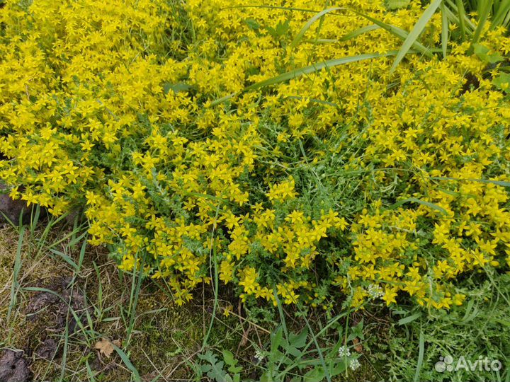 Очиток жёлтый