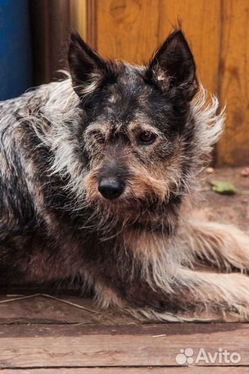 Собака-компаньон Найда в добрые руки