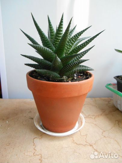 Суккуленты хавортия лимолистная комнатное растение