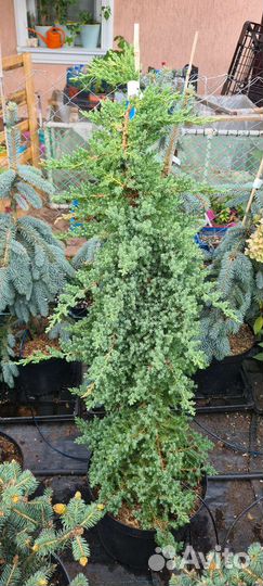 Сосна Грин Таувер, Сосна Ватерери, Ель Зе Блюз