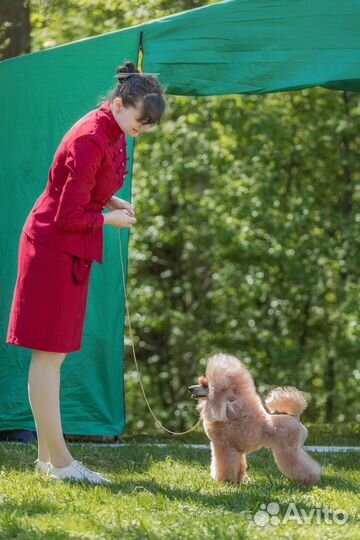 Вязка миниатюрный пудель красный