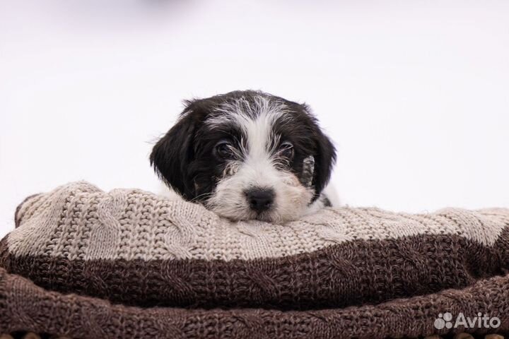 Редкий бело-чёрный Джек Рассел терьер брокен