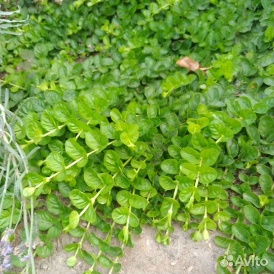 Вербейник монетчатый. Растения для сада