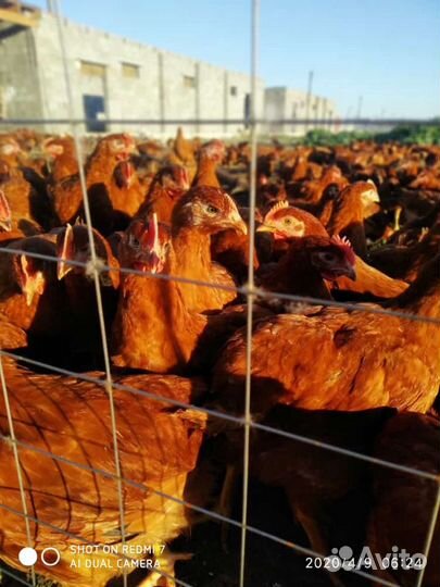 Домаший бройлер