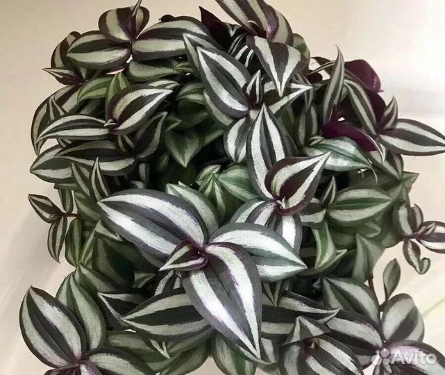 Традесканции