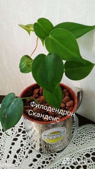 Сциндапсусы. Филодендроны. Эпипремнумы