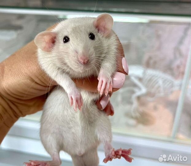 Крысята дамбо Рекс