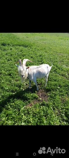 Козлята и козел