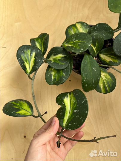 Хойи сортовые