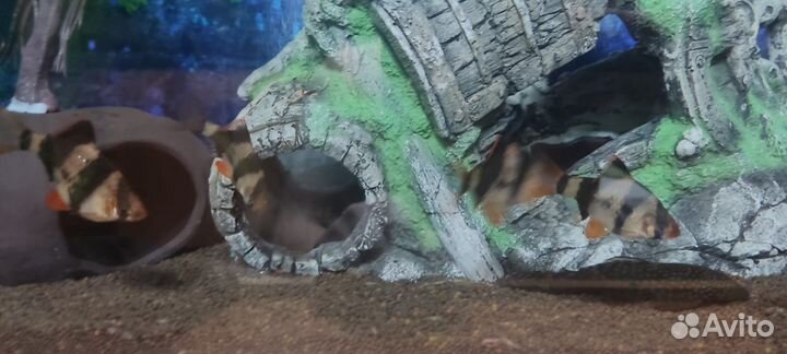 Рыбки барбус суматранский стая 8 штук