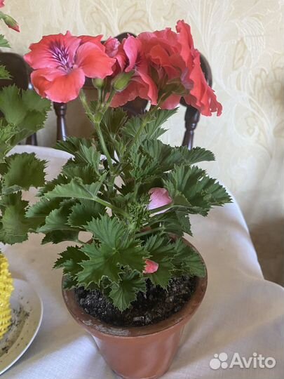 Королевская пеларгония