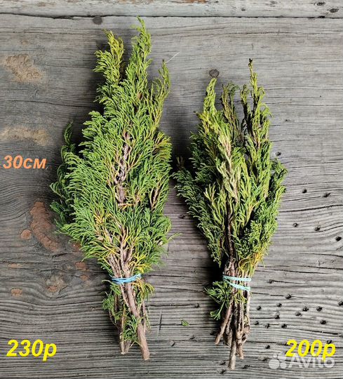 Артыш (Шаман-трава, Арча, Арса)