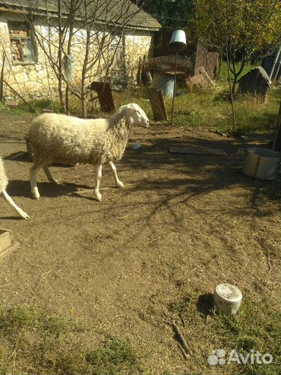Баран продажа или обмен на ярку