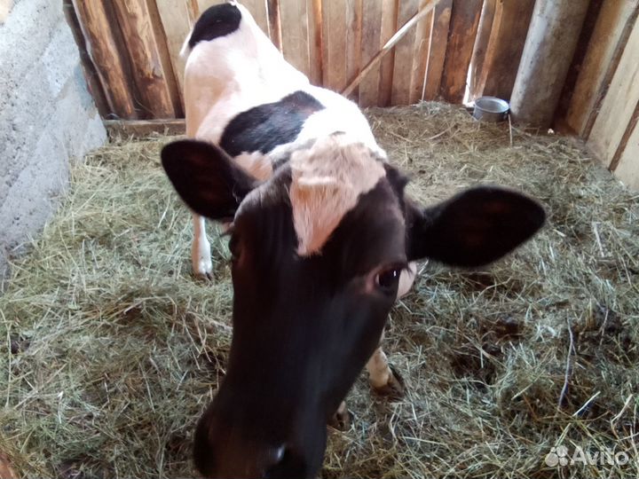 Продам тёлку