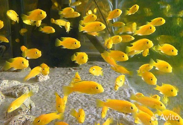 Цихлида еллоу. Аквариумная рыбка