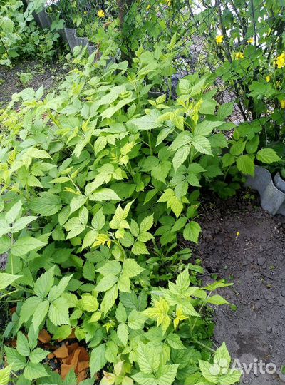 Малина ремонтантная