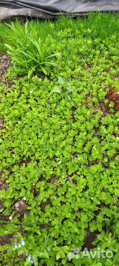 Многолетники садовые