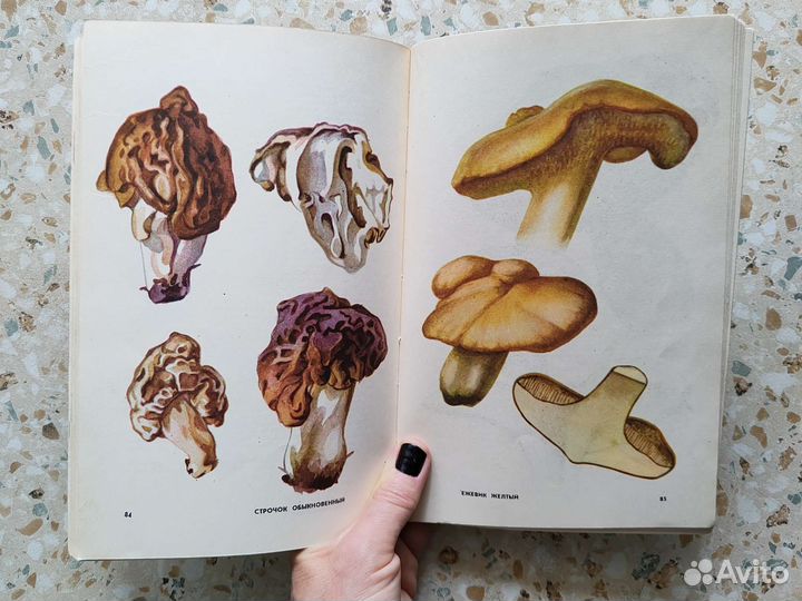 Книга Грибное лукошко с цветными иллюстрациями