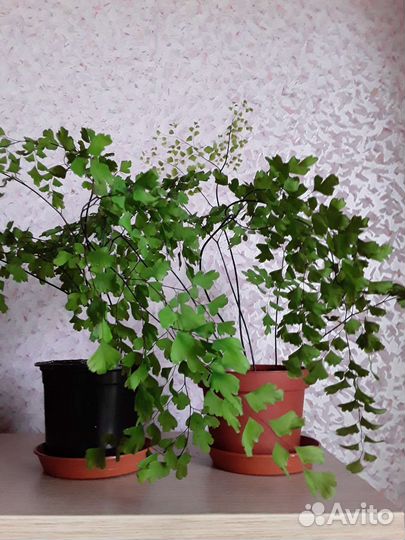 Адиантум,альсобия