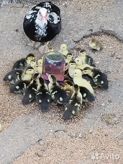 Мускусные утята (индо утки)