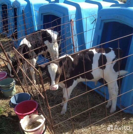 Телята бычки