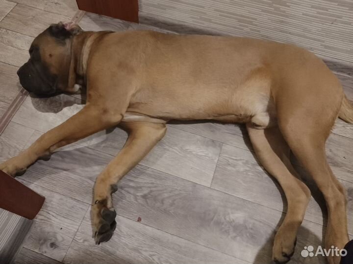 Собака вязка