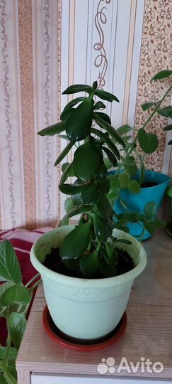 Денежное дерево красула толстянка