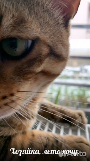 Вибриссы Усы кота